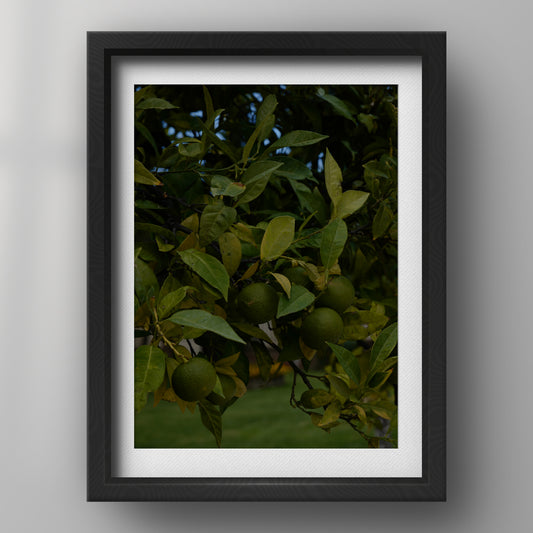 FRAME — 009